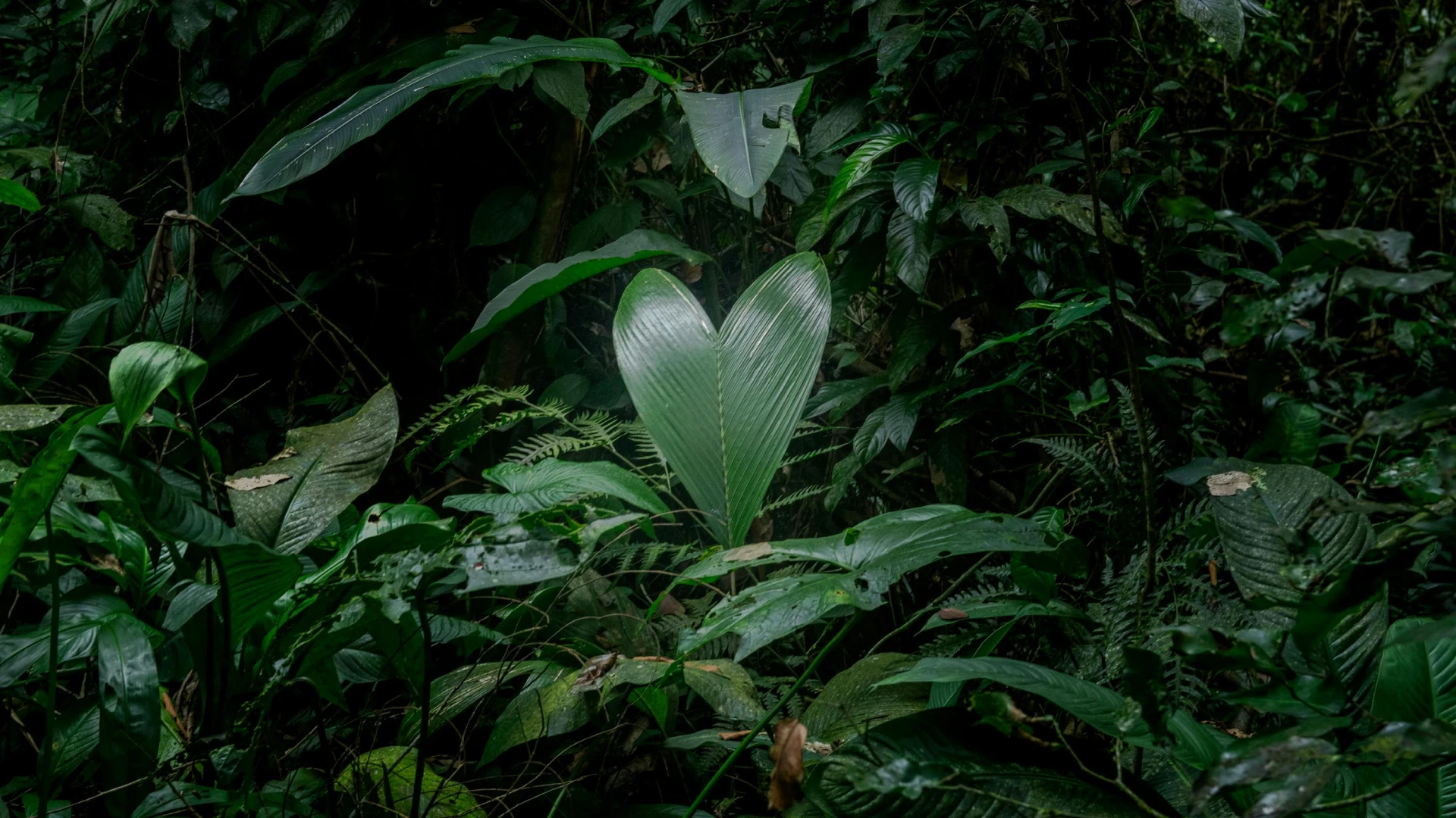 Espacio del corazón y amplitud